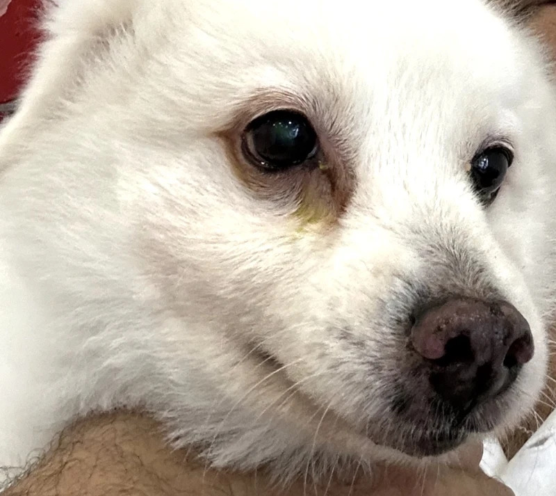 Dasher, a white Japanese Spitz