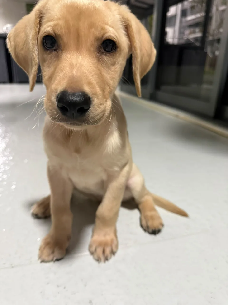 Luna, a golden Labrador puppy, sitting and looking towards the camera
