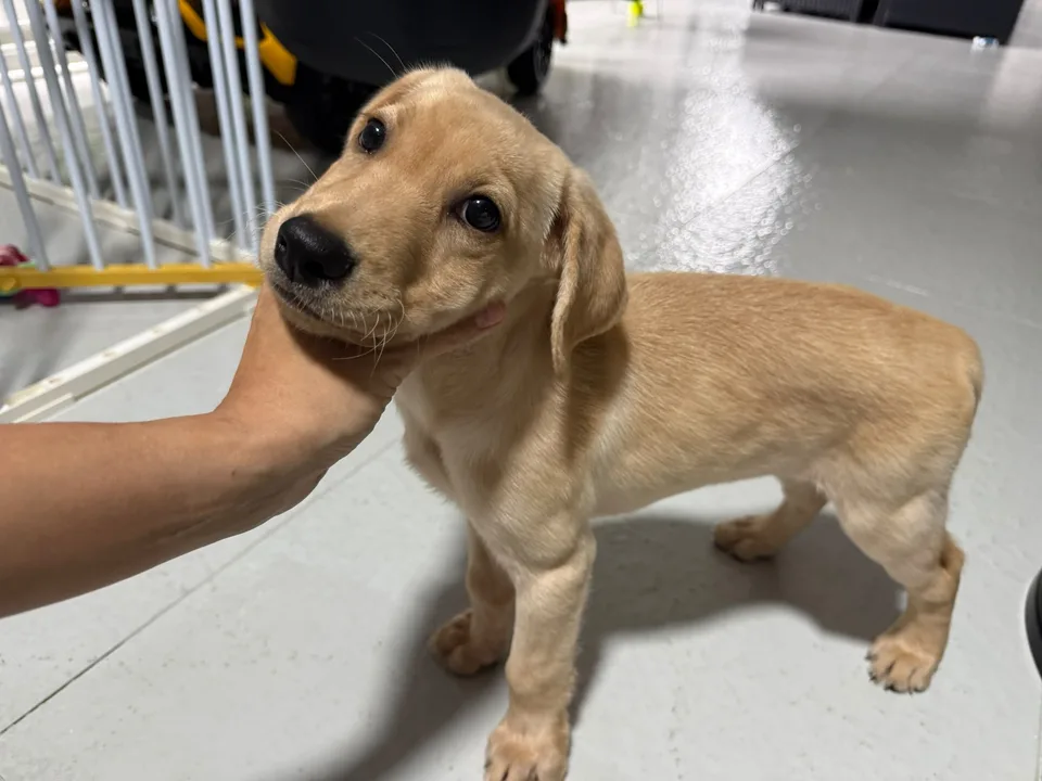 Luna, a young golden Labrador puppy