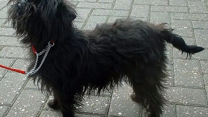 An Affenpinscher with characteristic dark wiry coat and prominent eyebrows, looking directly at the camera with a serious expression.