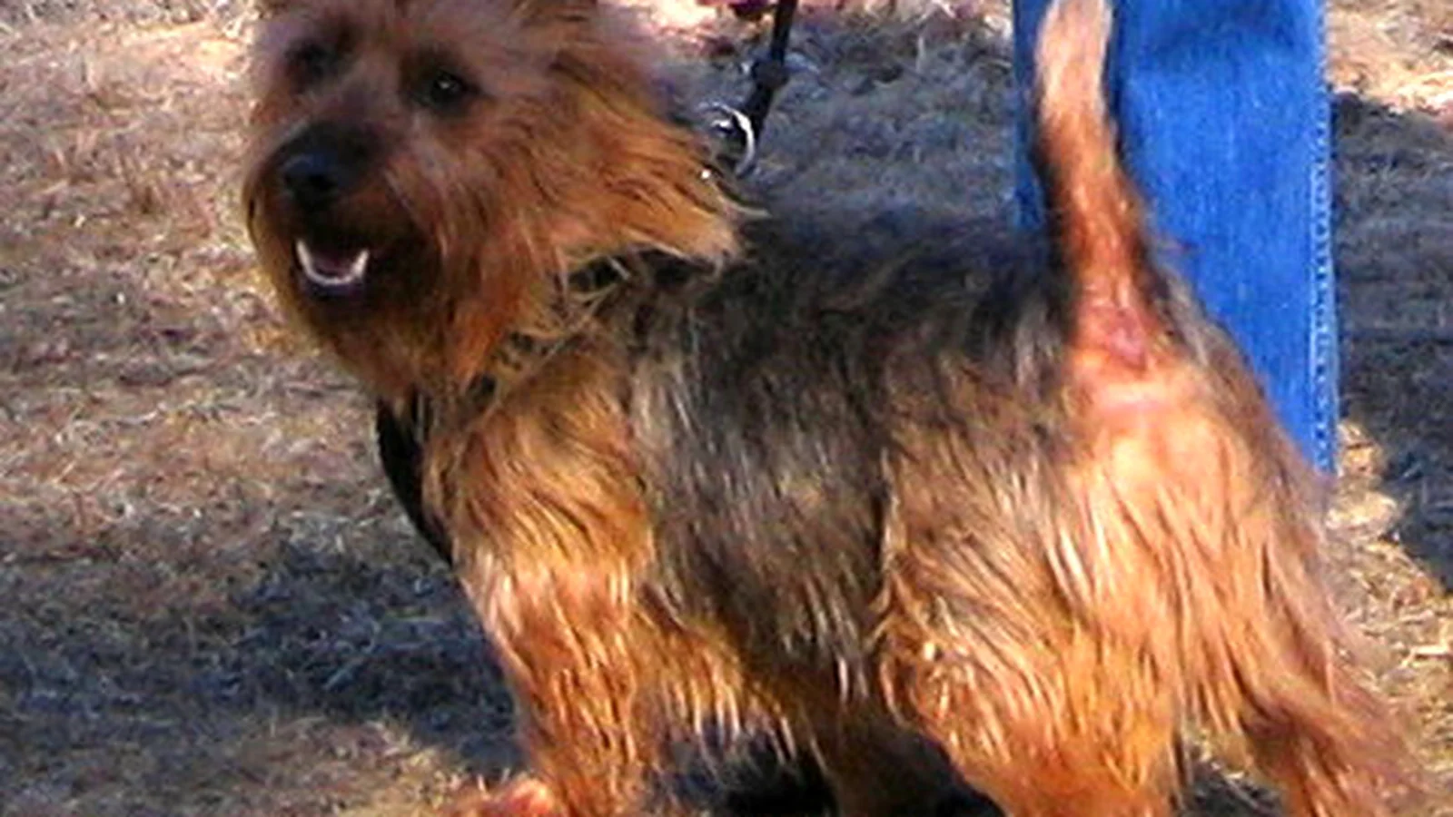 Australian Terrier