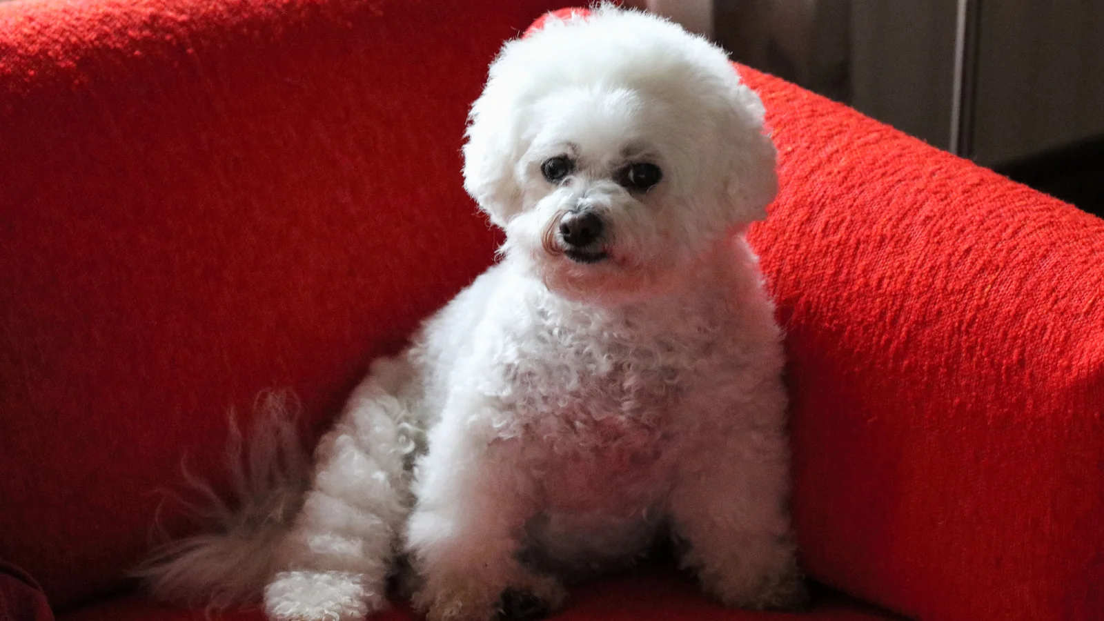 Bichon Frise