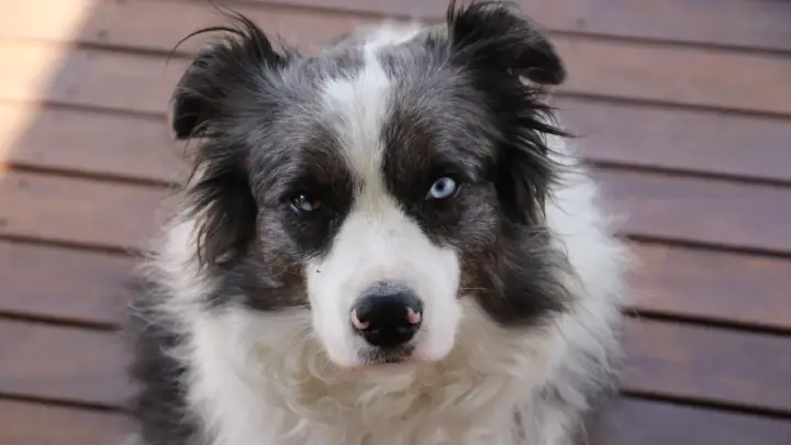 A Border Collie in a domestic setting.