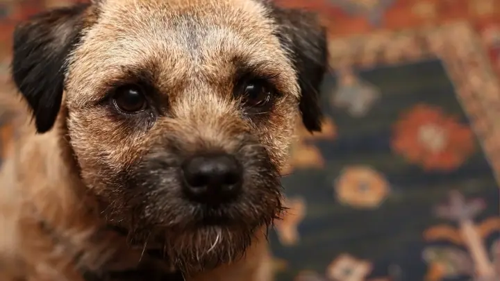 A Border Terrier with a tan and grizzle wiry coat and characteristic otter-shaped head, looking calmly at the camera.