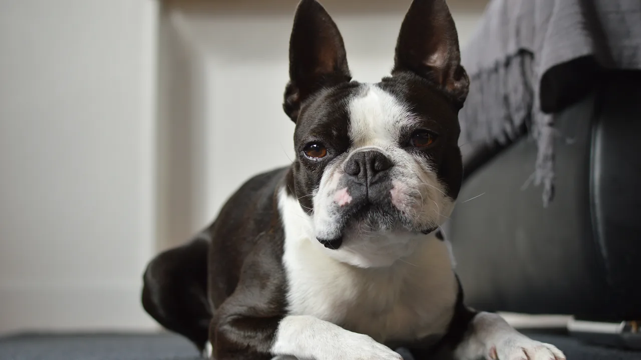 Boston Terrier