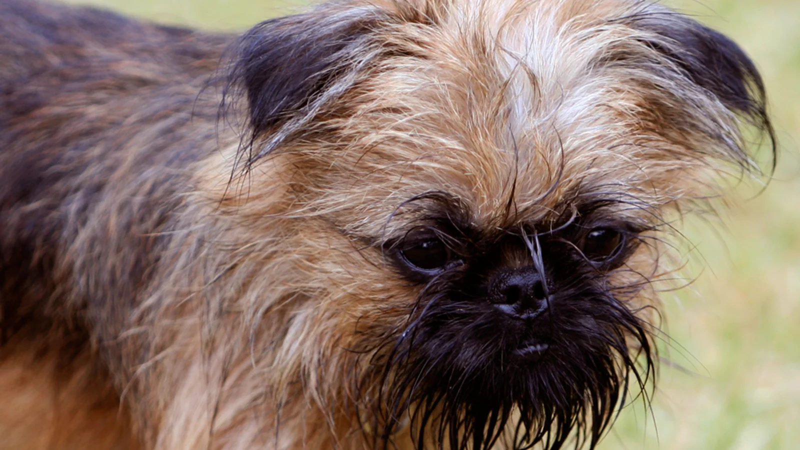 Brussels Griffon