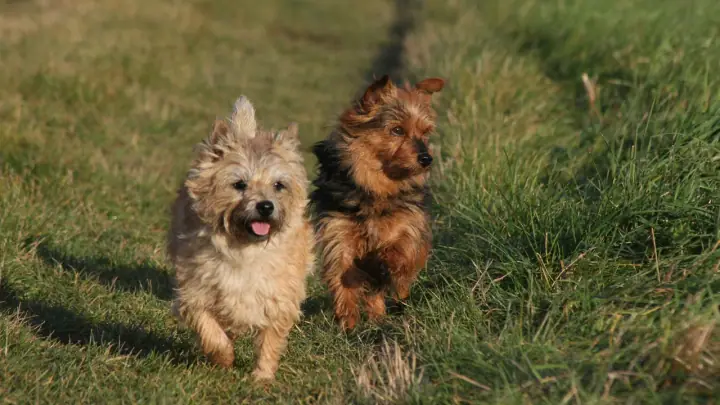 A Cairn Terrier in a domestic setting.