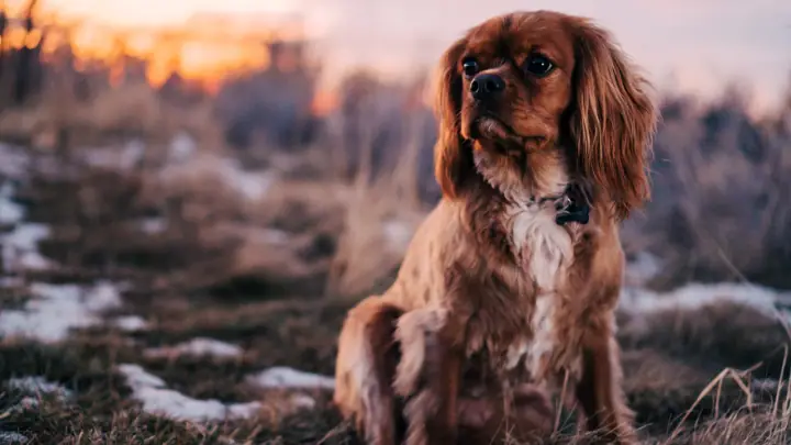 Ruby Cavalier King Charles Spaniel sitting in a winter field at sunset