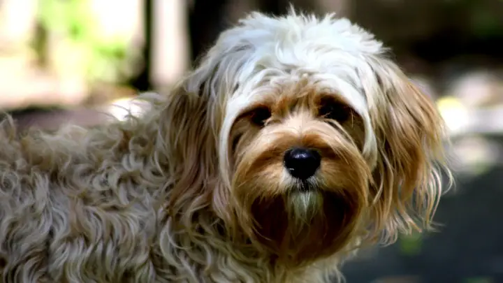Tan and white Cavapoo with a curly coat, photographed outdoors with soft bokeh
