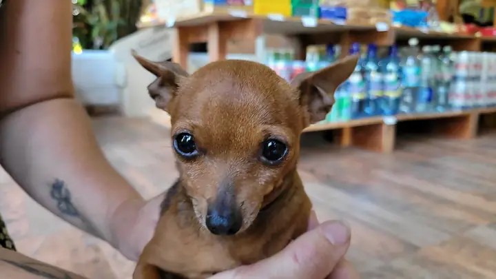 A Chihuahua in a domestic setting.