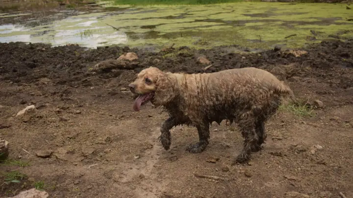 A Cocker Spaniel in a domestic setting.