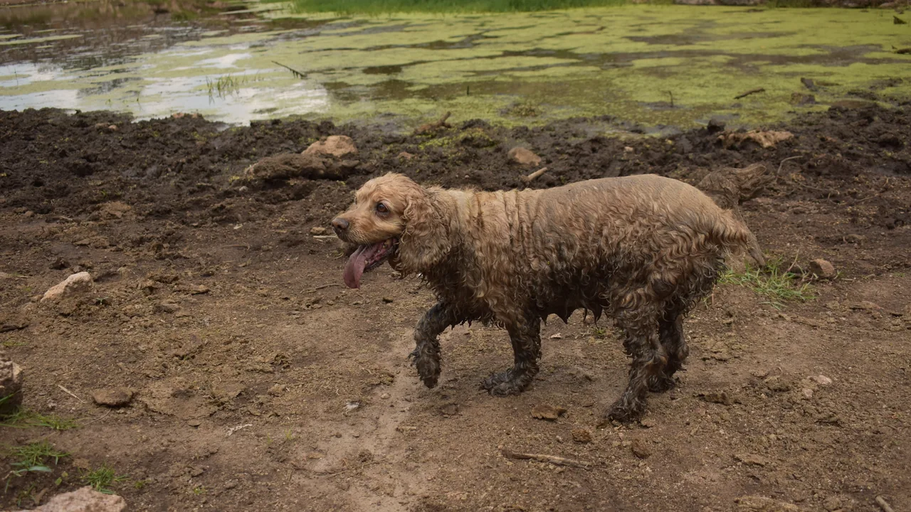 Cocker Spaniel