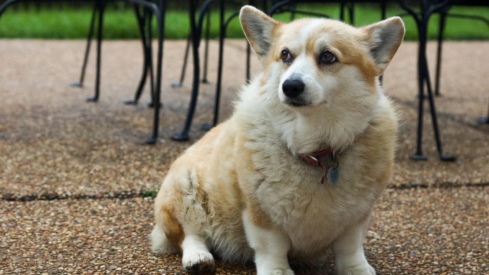 Pembroke Welsh Corgi