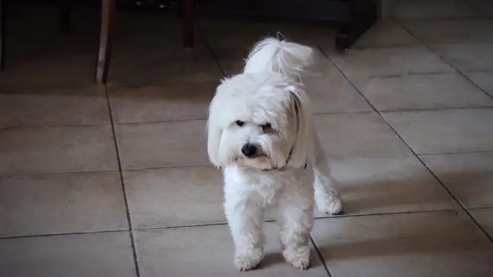 A Coton de Tuléar in a domestic setting.
