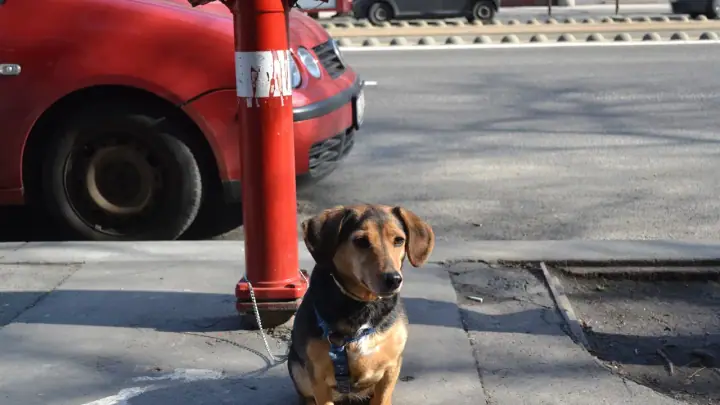 A Standard Dachshund in a domestic setting.