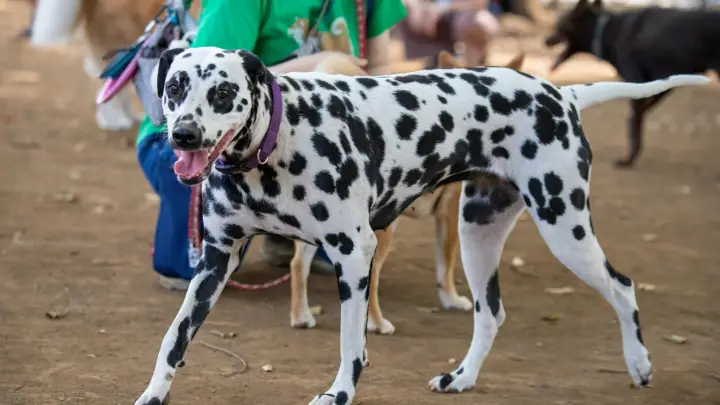 Dalmatian in profile at a dog park, showing the classic spotted coat
