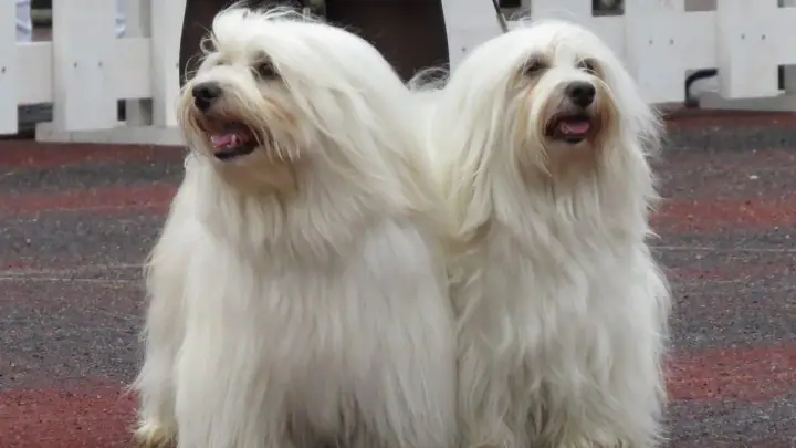 A Havanese in a domestic setting.