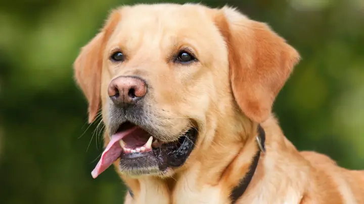 A Labrador Retriever in a domestic setting.