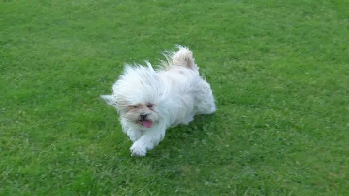 Cream and white Lhasa Apso running across a grass lawn, long coat blown back by the wind