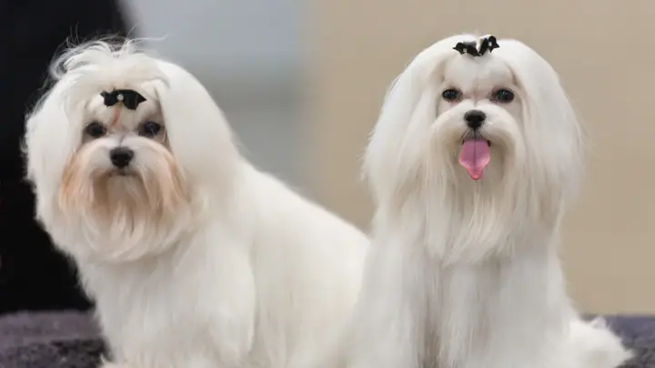 A Maltese in a domestic setting.