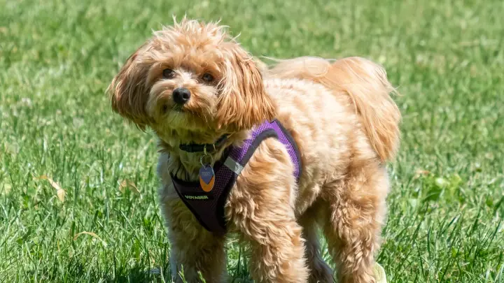 Apricot Maltipoo with a purple harness standing on a sunny lawn