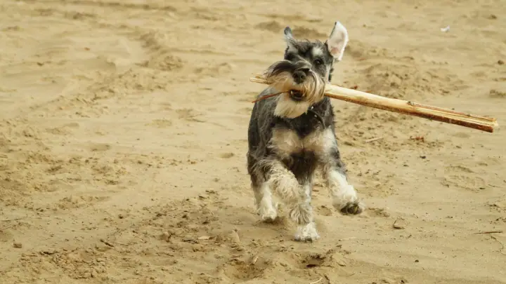 Young salt and pepper Miniature Schnauzer running on a sandy beach with a stick