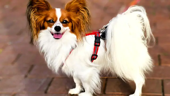 Tri-colour Papillon with the breed's signature butterfly ears, standing on a brick courtyard in a red harness