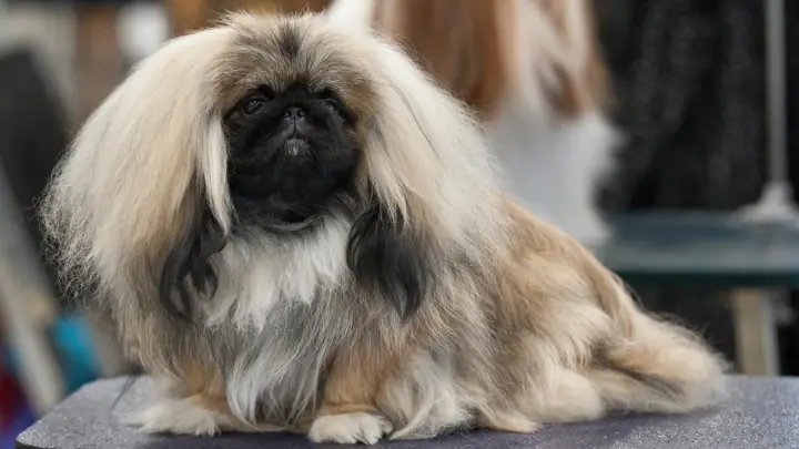A red and gold Pekingese with long flowing mane, characteristic flat face, and proud upright posture, stacked on a show stand.