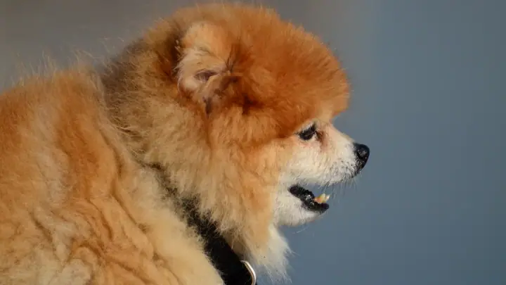 A Pomeranian in a domestic setting.
