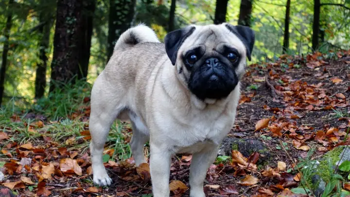 A Pug in a domestic setting.