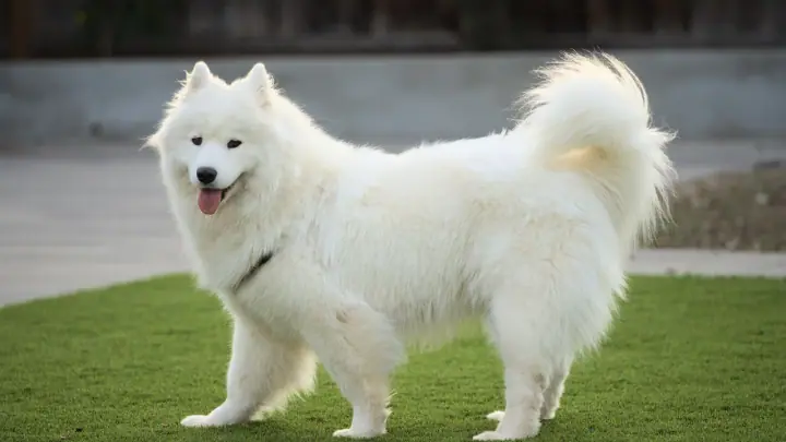 A Samoyed in a domestic setting.