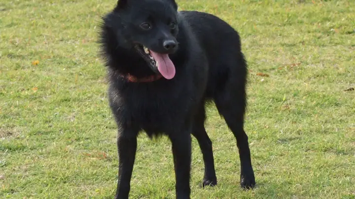 A black Schipperke with a thick standoff ruff and pricked ears, standing in profile on a wooden surface.