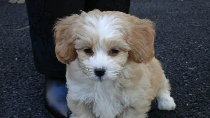 A Shih-Poo in a domestic setting.