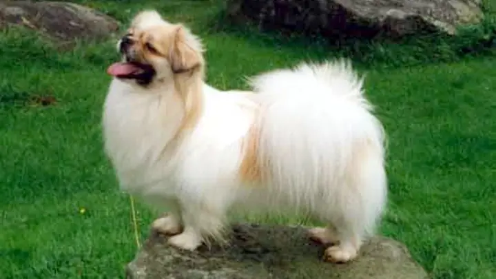 A red and white Tibetan Spaniel with a feathered mane and small upright stance, looking off to the side.