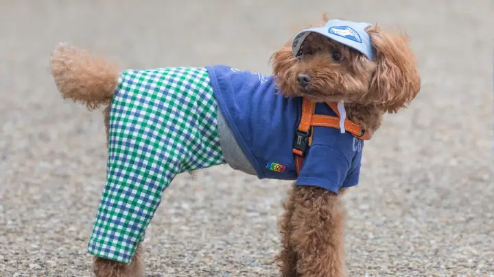 A Toy Poodle in a domestic setting.