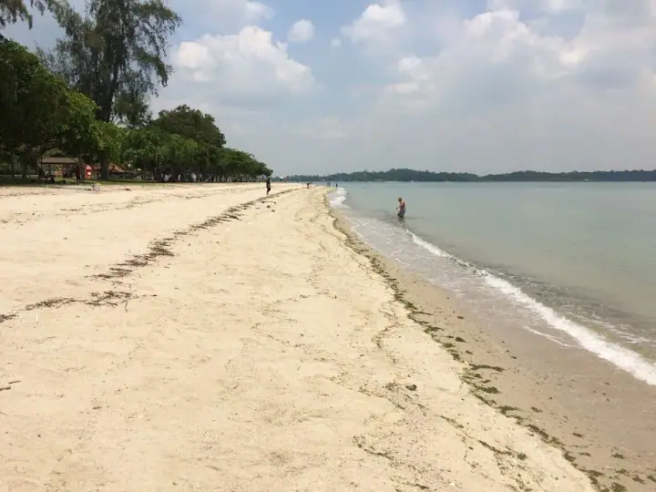 A calm dog on the sand at Changi Beach Park in Changi, Singapore, with gentle waves and warm golden-hour light, a few paw-prints softly in the foreground.