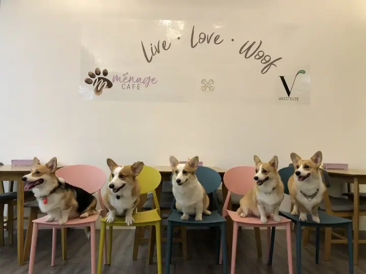 Five corgis sitting on colourful chairs beneath a Menage Cafe banner.