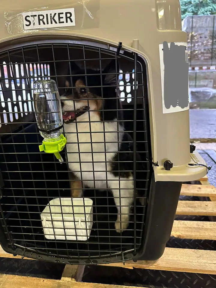 A dog at Pampered Pets Relocation in Singapore.
