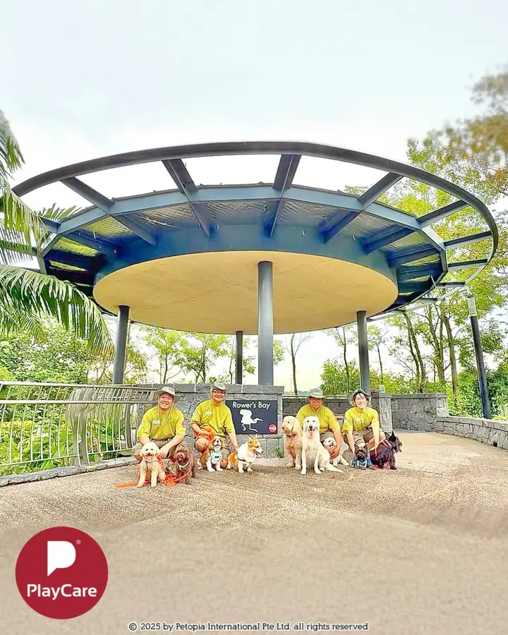 Dog enjoying time at Petopia in Singapore.