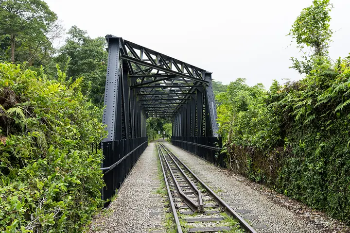 A dog at Rail Corridor Central in Singapore.