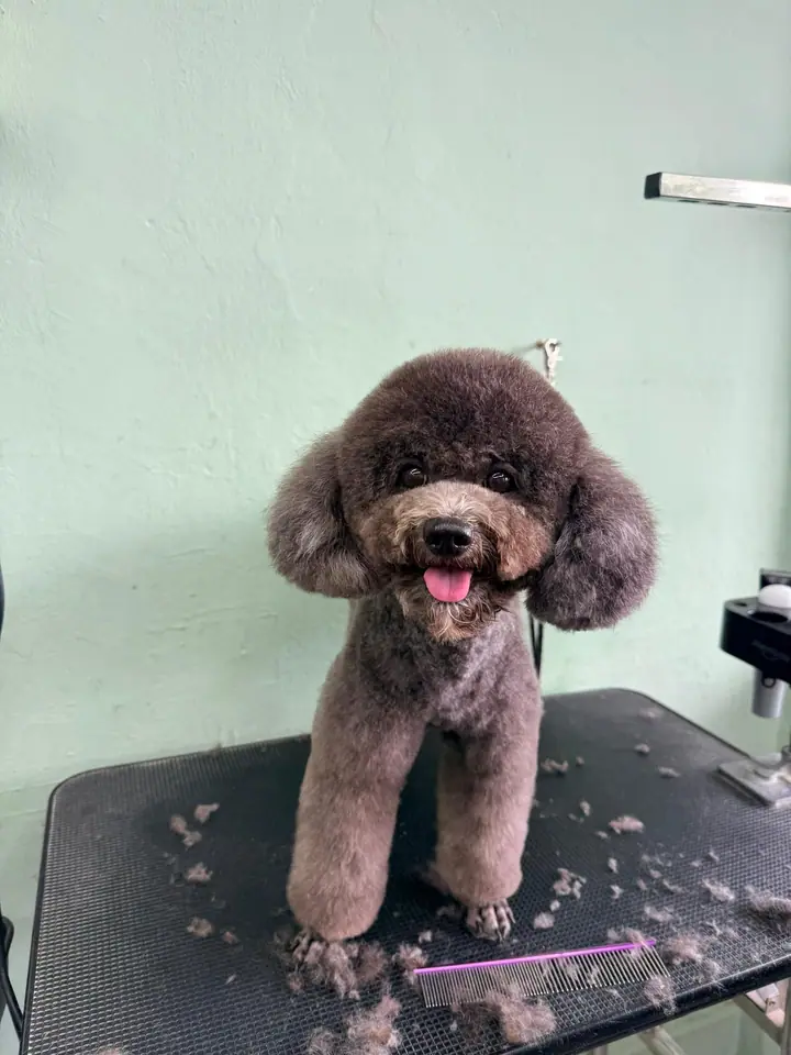 A dog at The Grooming Table in Singapore.