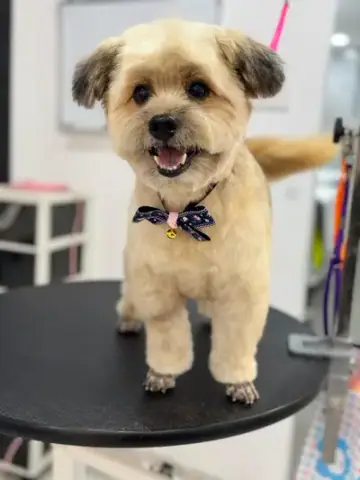 The Pets Workshop, Groomer in Clarke Quay