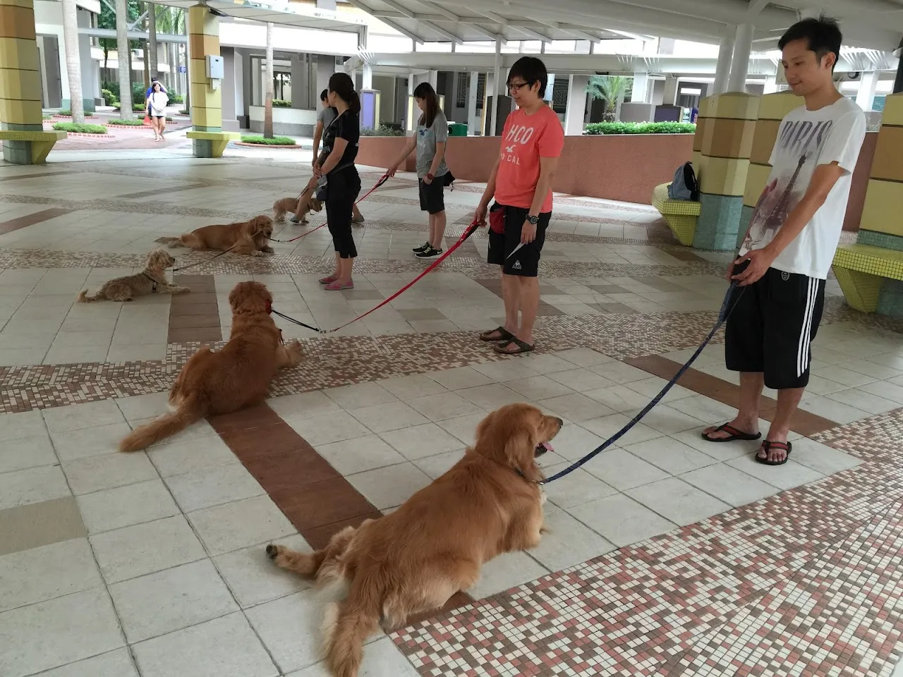 Perfect K9, dog trainer in Singapore