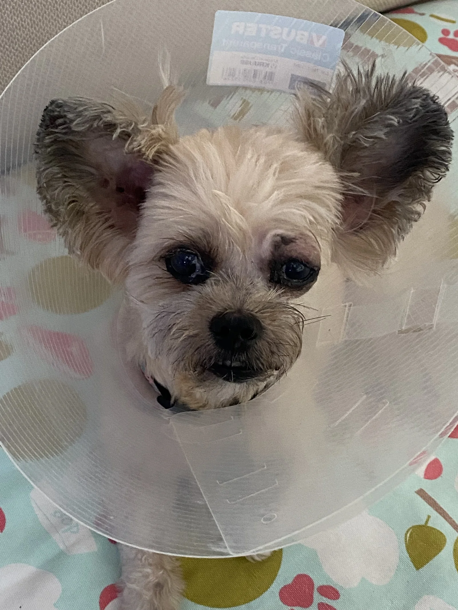 The Eye Specialist for Animals