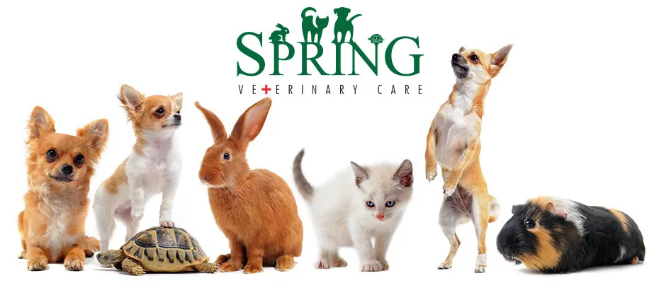 Spring Veterinary Care (Hougang) clinic exterior
